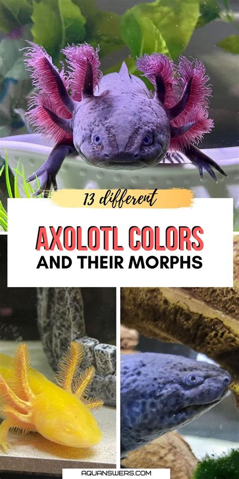 oxolotto|how are axolotls born.